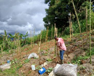 Vivre durablement au Nord de la Martinique : un mode de vie ancré dans la nature