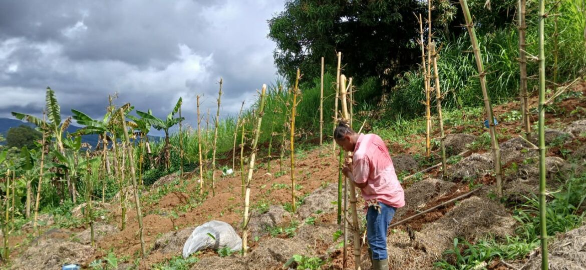 Vivre durablement au Nord de la Martinique : un mode de vie ancré dans la nature