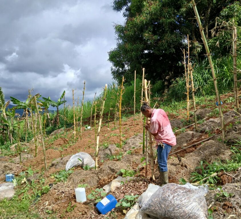 Vivre durablement au Nord de la Martinique : un mode de vie ancré dans la nature